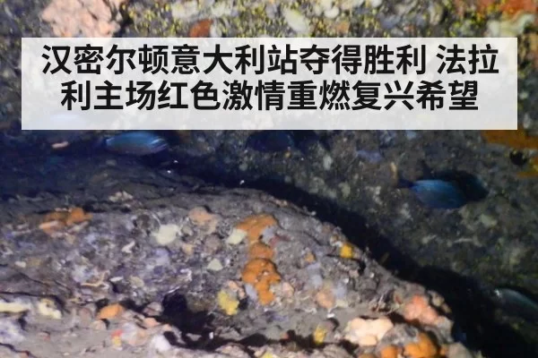 汉密尔顿意大利站夺得胜利 法拉利主场红色激情重燃复兴希望
